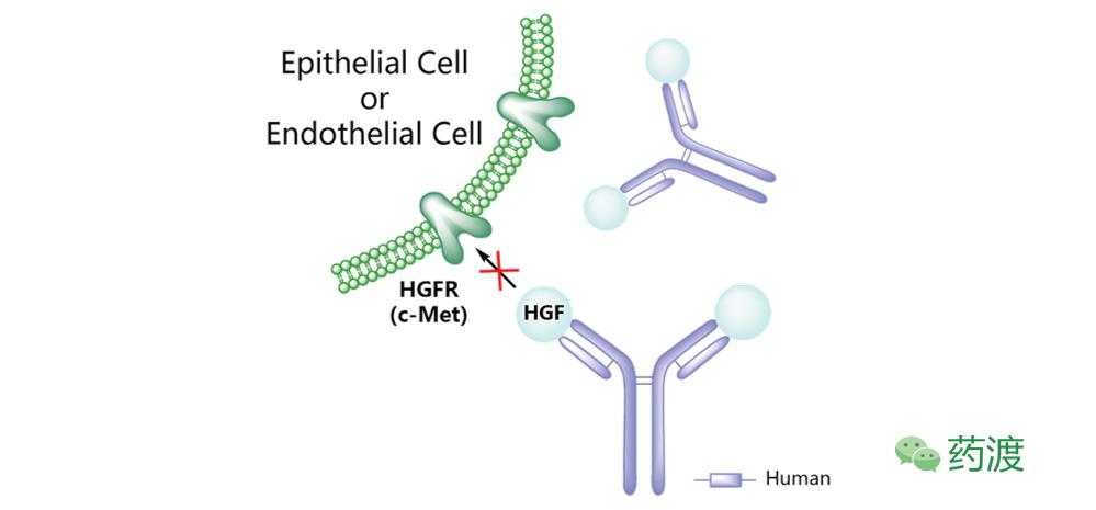 靶向抗肿瘤药物cdk,靶向抗肿瘤药物图片