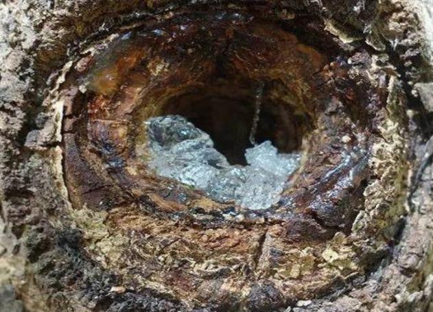 桃胶又叫雪燕吗,雪燕桃胶皂角米价格