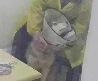 这种狗狗的“花柳病”，得了就必须安乐死？！