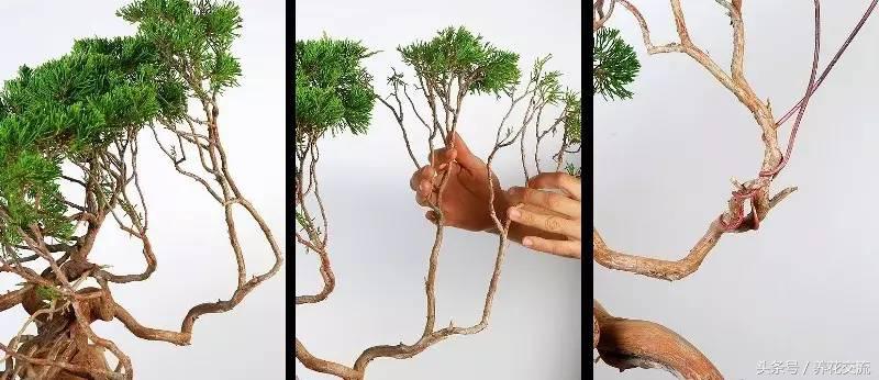 石榴盆景整形修剪时间,赤楠盆景整形修剪方法图解