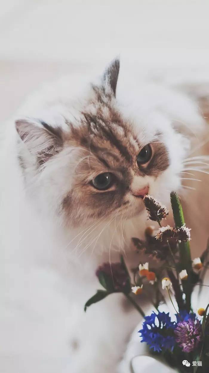 “猫是有灵性的”这句话,你相信吗?