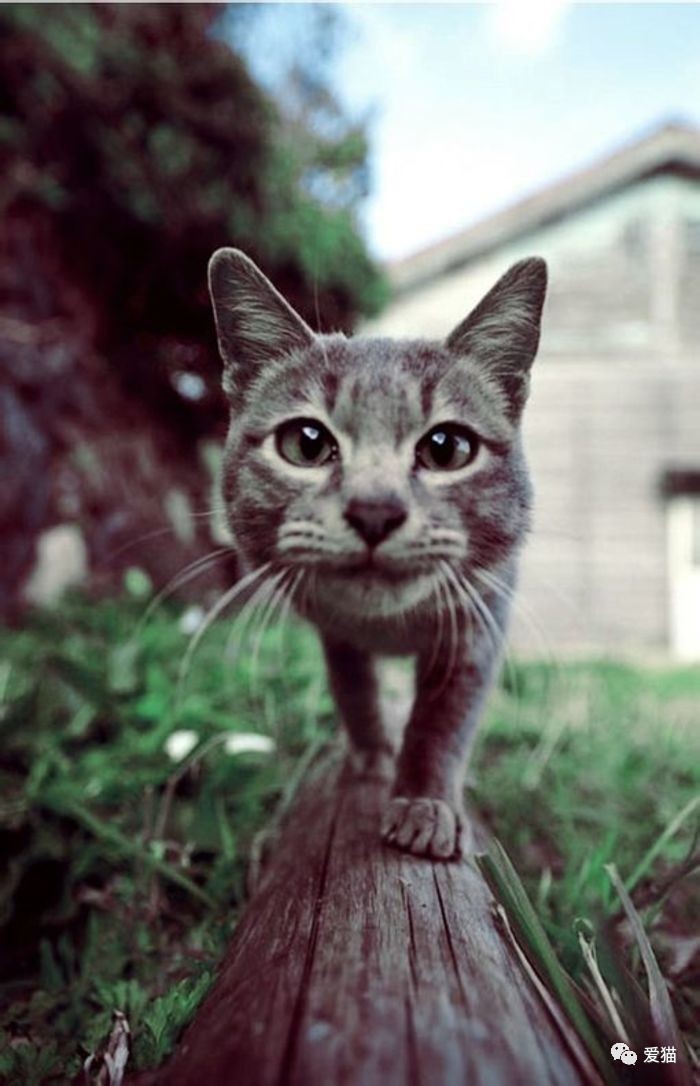 “猫是有灵性的”这句话,你相信吗?