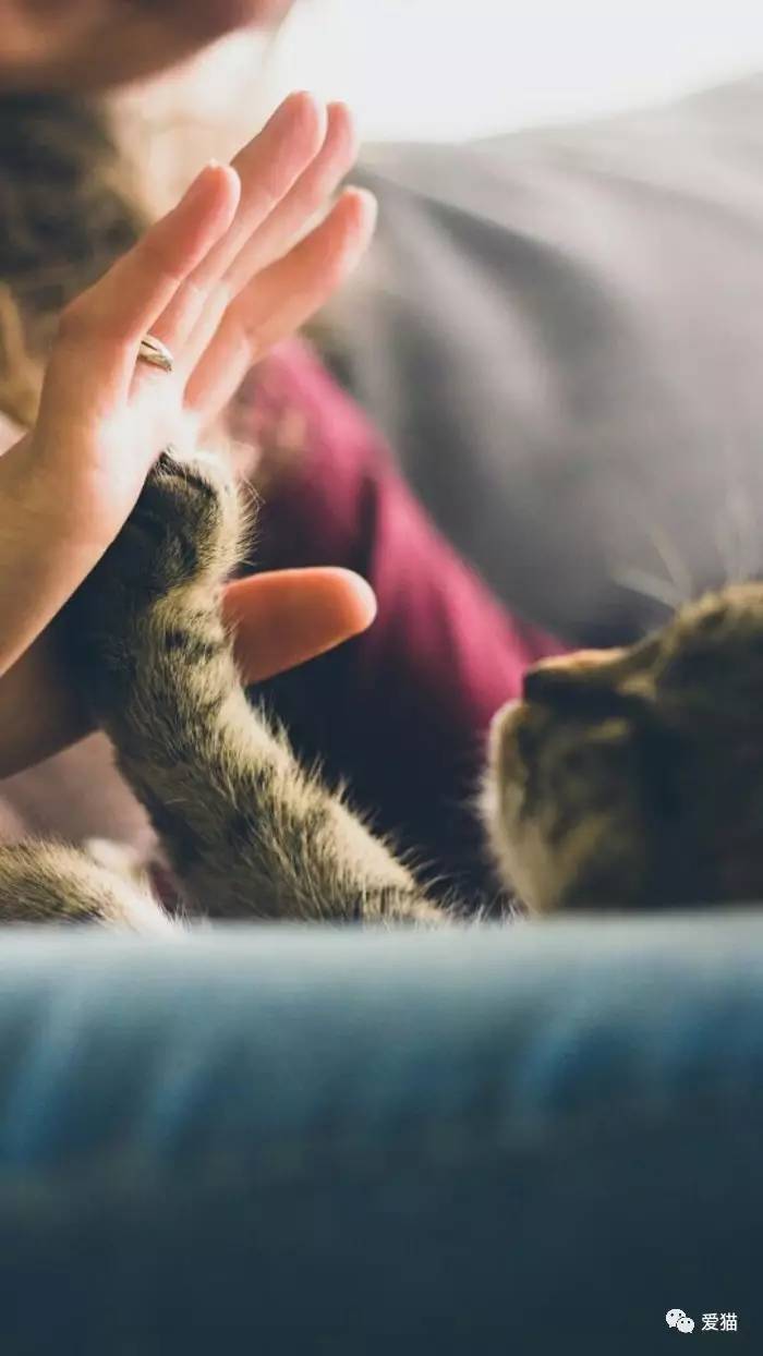 “猫是有灵性的”这句话,你相信吗?