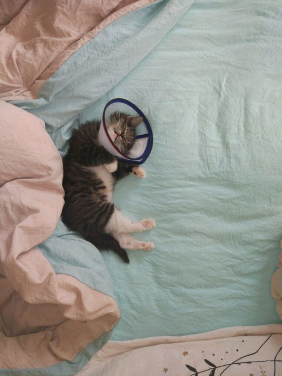 在路上捡到流浪猫可养吗,女子在野外捡了一只猫