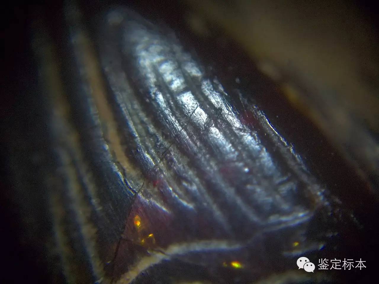 不要被专家忽悠,汉代琥珀珠子特征是什么