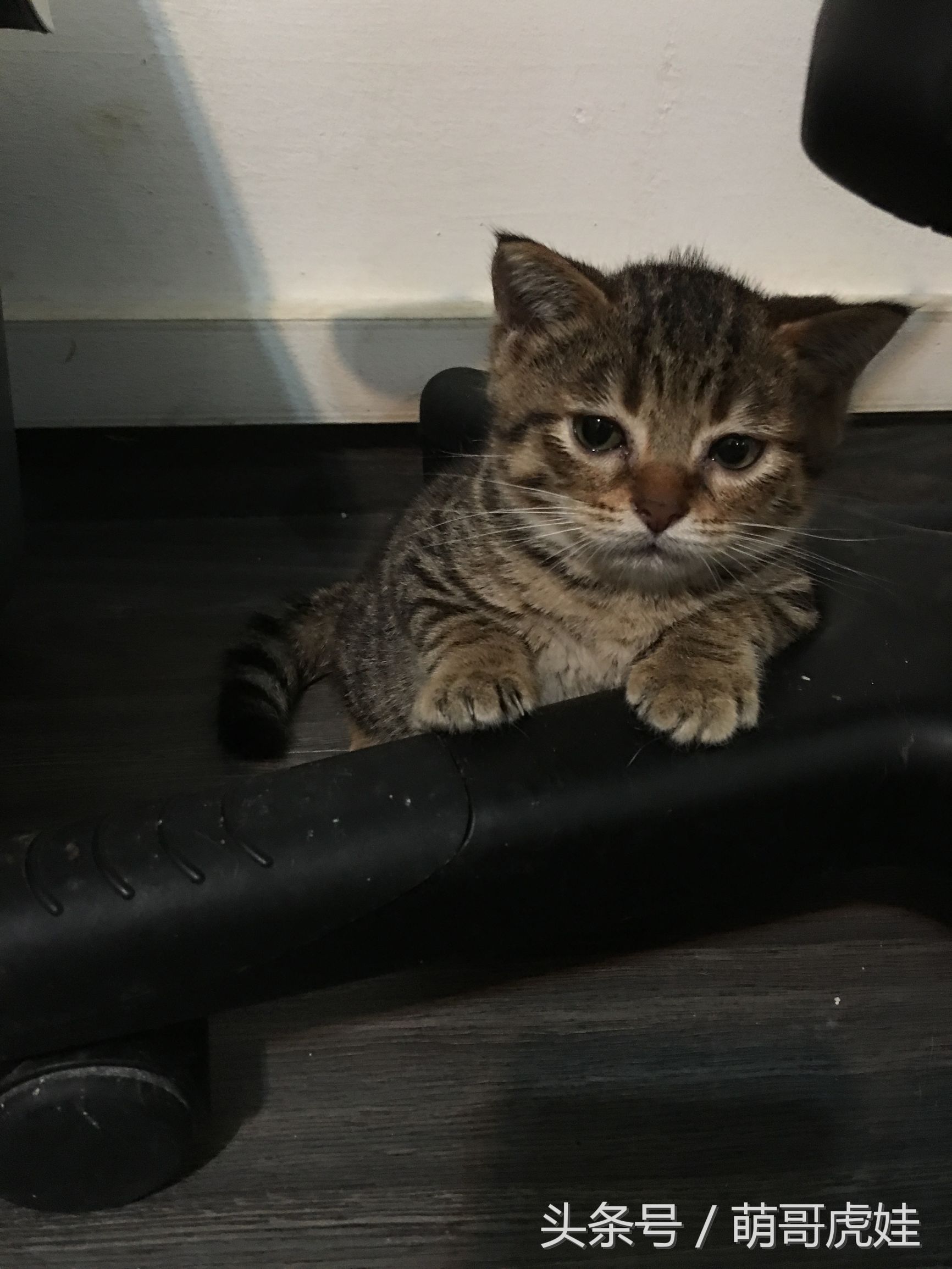 小猫胖胖的不爱动,小猫很胖但是脸却不圆