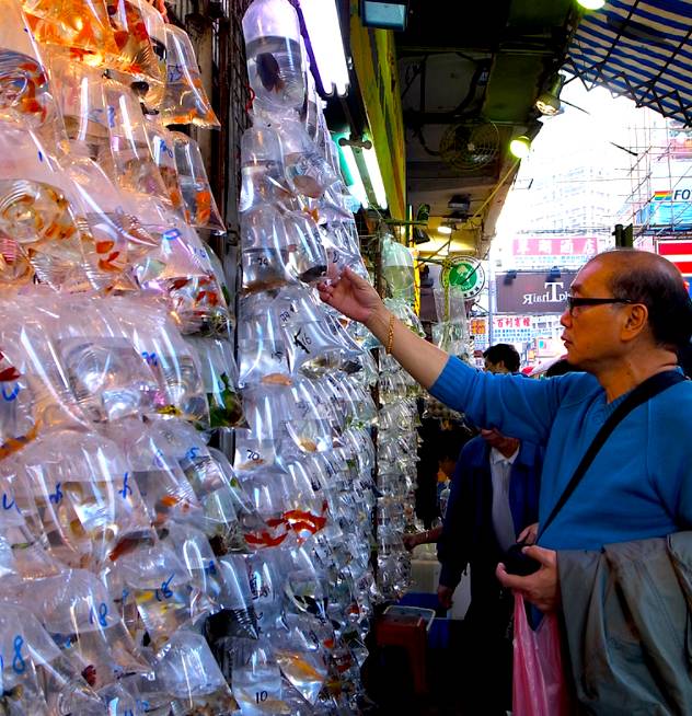 去香港旅游拍照攻略大全,去香港的景色视频