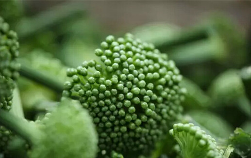 吃了没效果?三七的功效都是吹出来的吗?