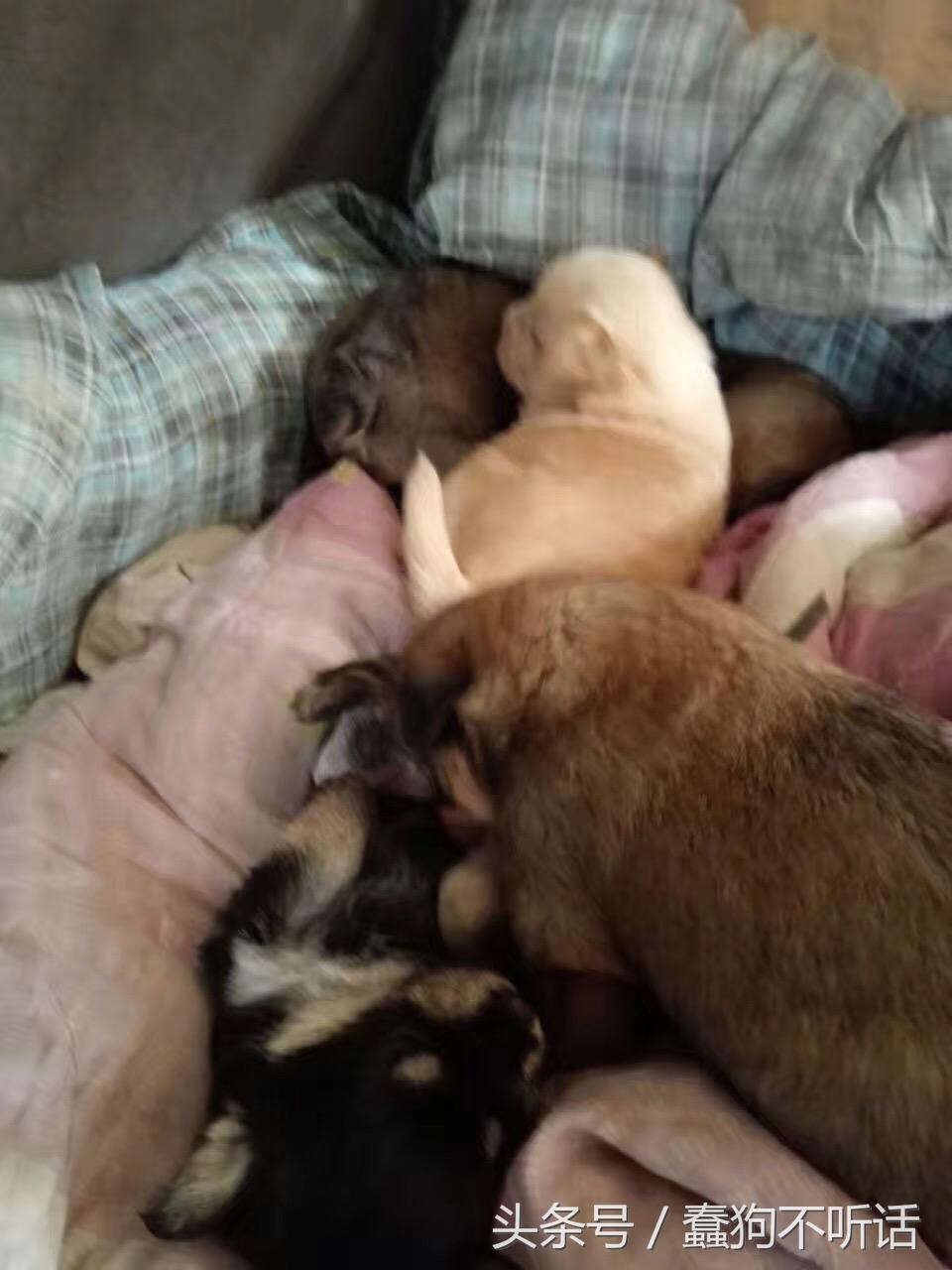 流浪狗自述真实故事,养一只流浪狗的自述