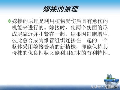怎样辨别各种果树苗,果树从嫁接口看嫁接真假