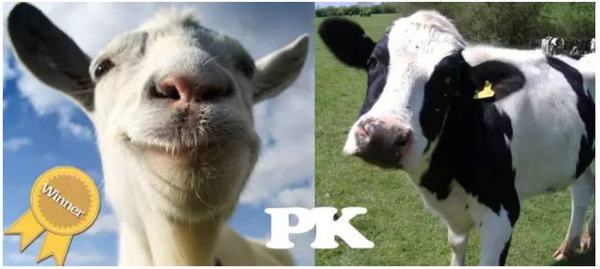 美可高特乳糖含量,美可高特1段和2段味道有差别吗