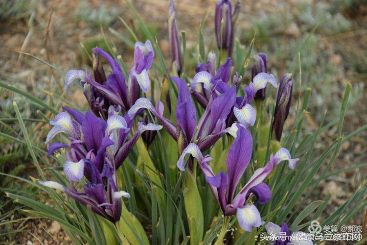 乌兰察布阿贵庙简介,乌兰察布阿贵庙好玩吗