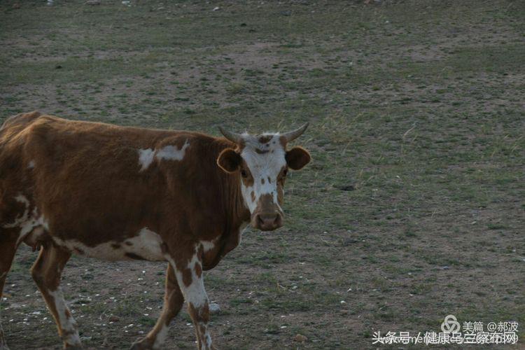 乌兰察布阿贵庙简介,乌兰察布阿贵庙好玩吗