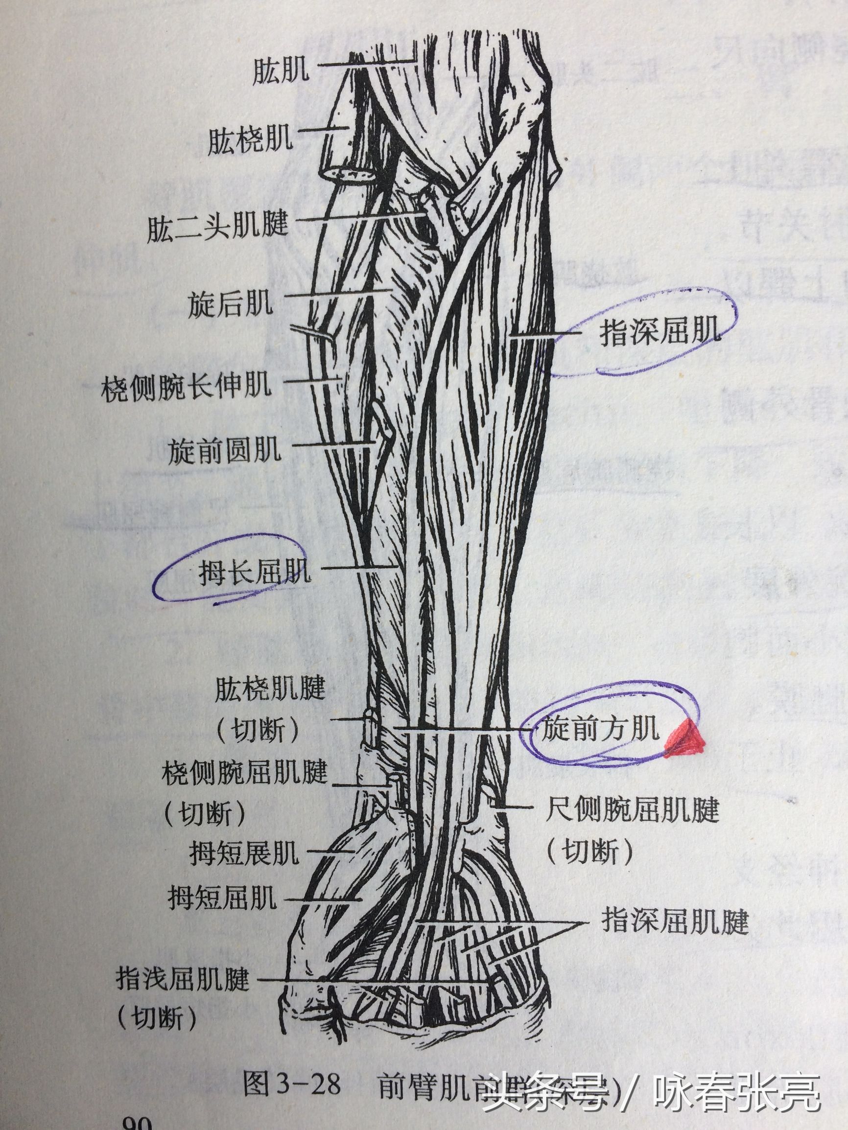 如何修炼咏春拳内劲,咏春拳的杀伤力在哪
