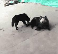 活生生的看着雪白的萨摩耶跟着哈士奇变成黑黢黢的