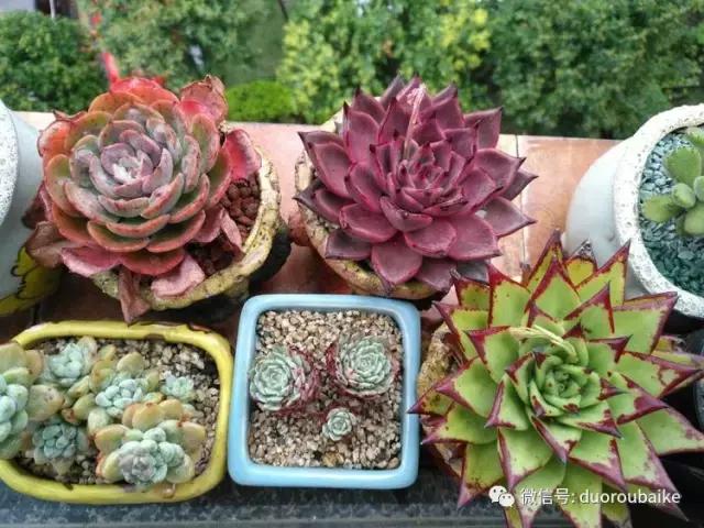 老桩多肉爱生根吗,多肉老法师老桩名品