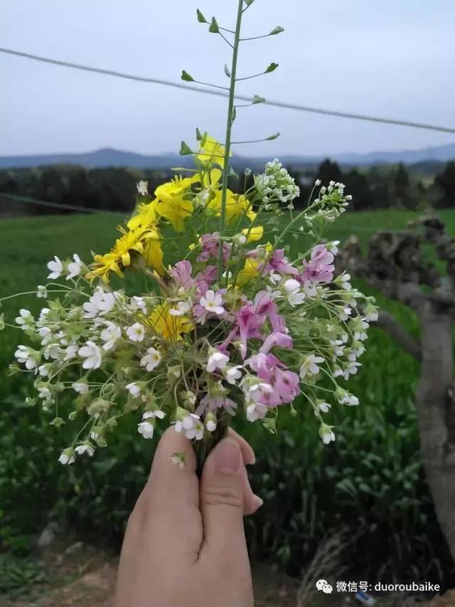 老桩多肉爱生根吗,多肉老法师老桩名品