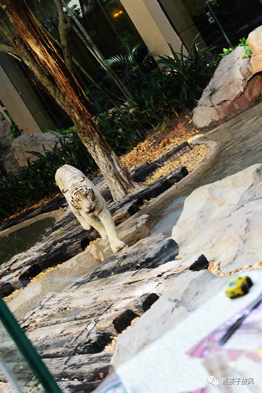 广州长隆野生动物园游玩攻略,广州长隆野生动物园攻略自由行