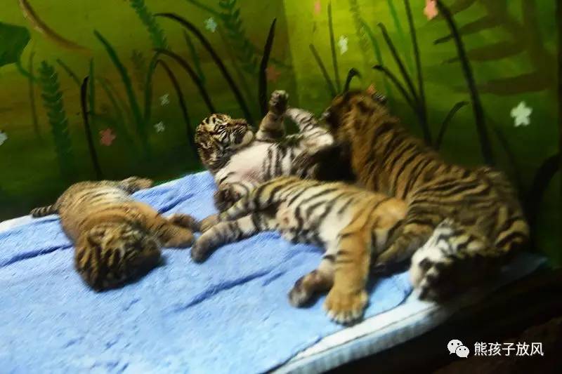 广州长隆野生动物园游玩攻略,广州长隆野生动物园攻略自由行