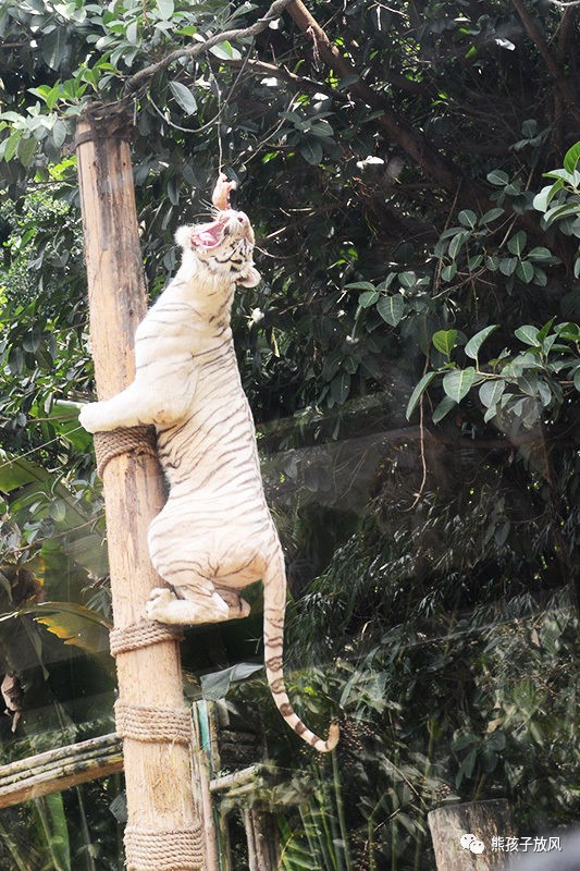 广州长隆野生动物园游玩攻略,广州长隆野生动物园攻略自由行