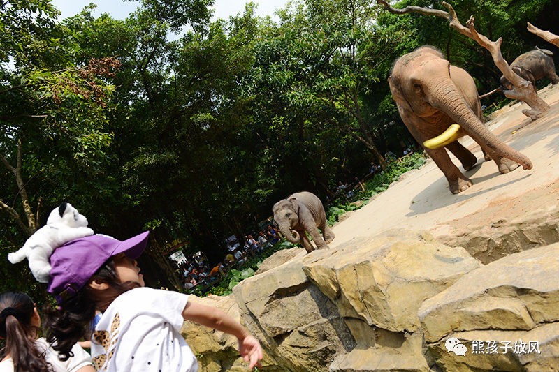 广州长隆野生动物园游玩攻略,广州长隆野生动物园攻略自由行