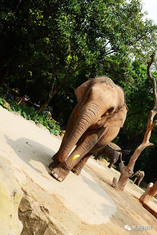 广州长隆野生动物园游玩攻略,广州长隆野生动物园攻略自由行