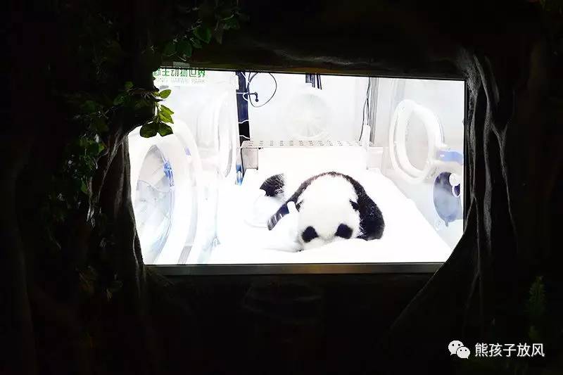 广州长隆野生动物园游玩攻略,广州长隆野生动物园攻略自由行