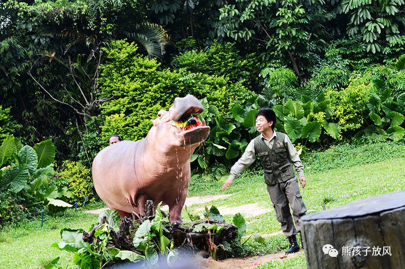 广州长隆野生动物园游玩攻略,广州长隆野生动物园攻略自由行