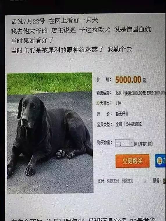 5000多买的狗发现是假的,在网上买的狗到底是什么狗
