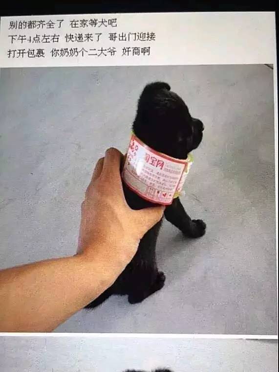 5000多买的狗发现是假的,在网上买的狗到底是什么狗