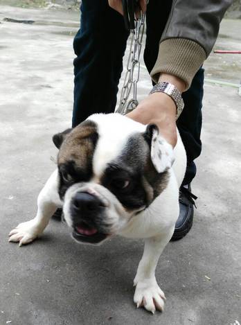 5000多买的狗发现是假的,在网上买的狗到底是什么狗