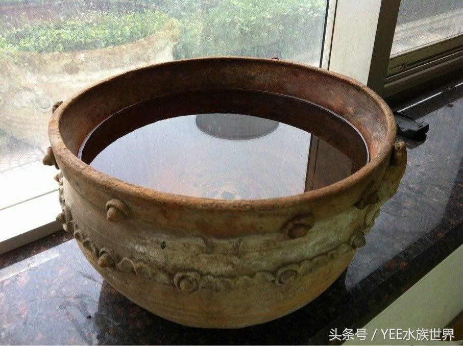 鱼缸养鱼真的能招财吗,养鱼聚财有什么讲究