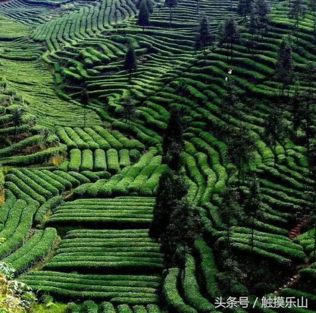 对不起，我要去夹江“区”了！