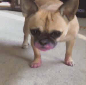 小狗偷吃口红拒不承认，铲屎的：喂，你当我是瞎吗！