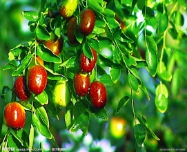 哺乳期吃什么食物增加乳汁分泌,促进乳汁分泌的食物有哪些