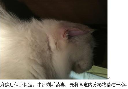 猫耳血肿手术后又肿了,猫耳血肿能自己消除吗