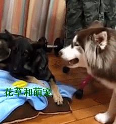 阿拉斯加犬非要给狼狗唱歌,狼狗一龇牙阿拉瞬间就老实了