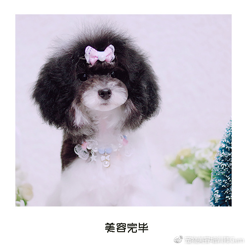 宠物美容学校第一节课学什么,宠物美容学习第一步