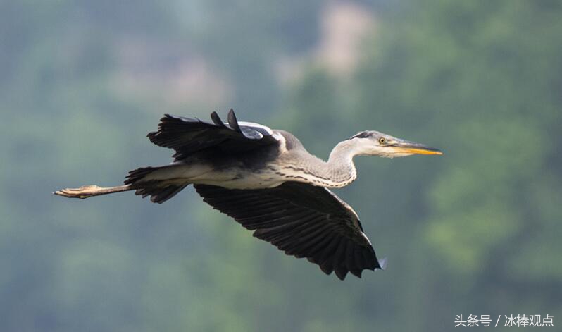 藏在贵州大山深处的惊艳之美,隐藏在贵州大山里的古寨