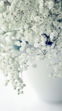 生日花语有哪些,你的生日代表的花语