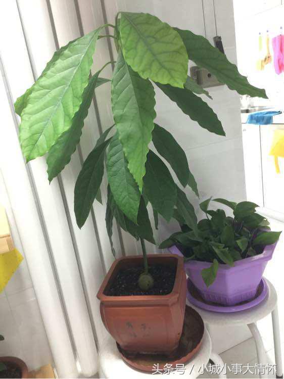 吃完牛油果千万别碰5种食物,吃完的牛油果别扔