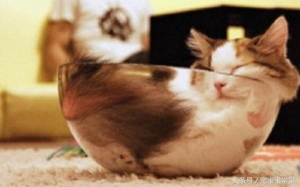 那些柔弱无骨的液体猫,其实猫咪才是水做的吧,最后一个绝了