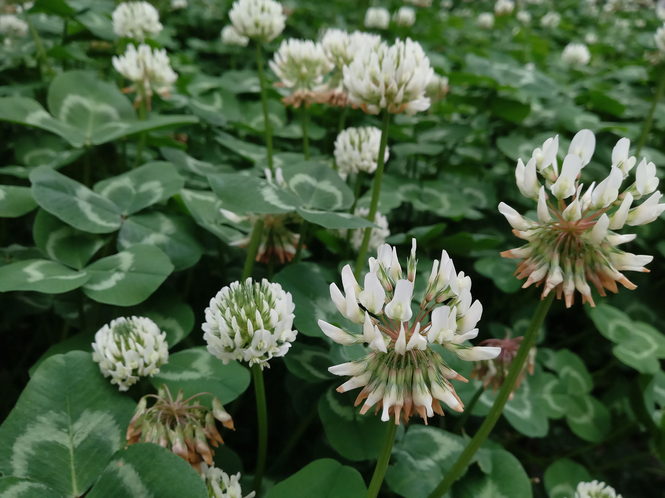 国美k1u1发布会怎么样,国美k1手机参数