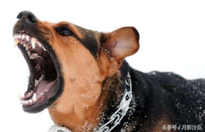 感染狂犬病有什么症状,狂犬病病犬初期症状是什么