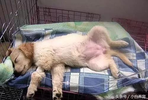 狗贩常用骗术和购犬须知,狗贩子买狗注意事项