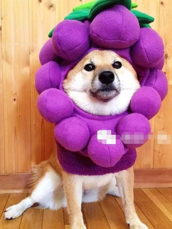 狗狗绝对不能吃的有哪些东西,宠物狗狗不能吃哪些东西