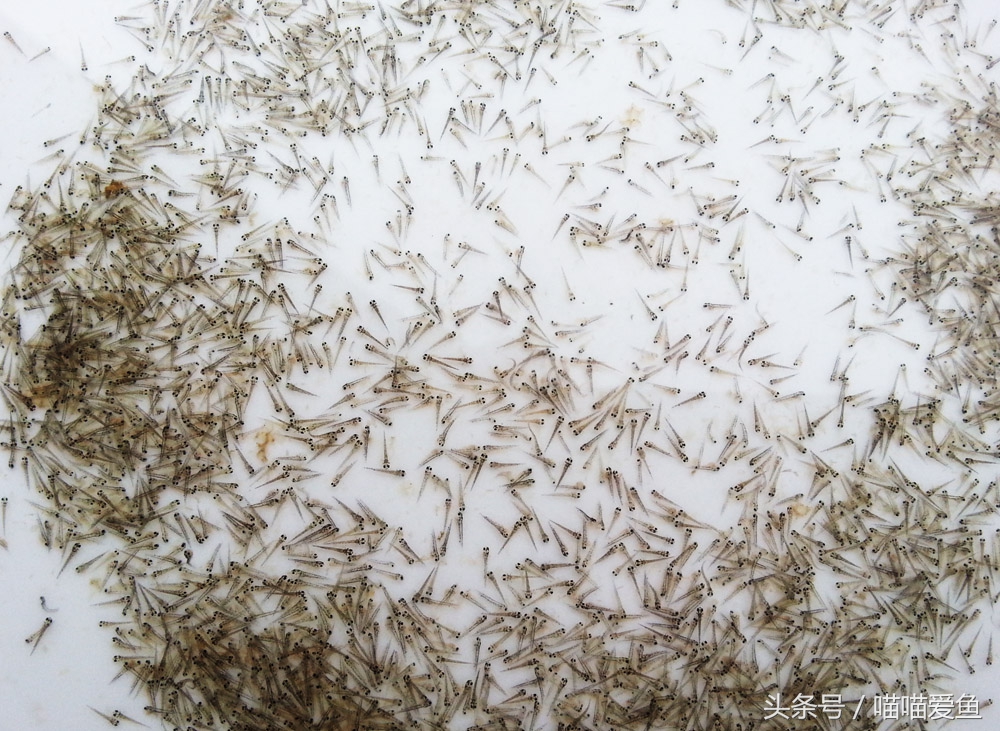 泥鳅苗在哪里购买,最便宜的泥鳅苗