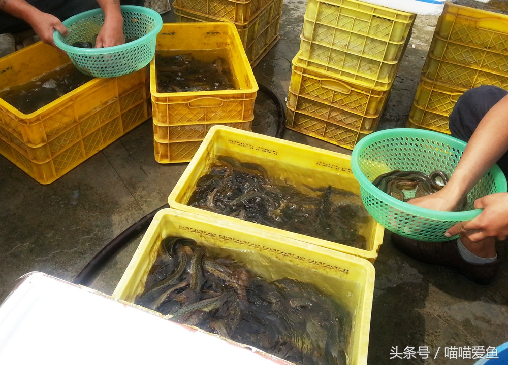 泥鳅苗在哪里购买,最便宜的泥鳅苗