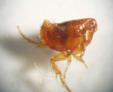 房间有跳蚤被跳蚤咬怎么办,跳蚤咬到很痒怎么处理