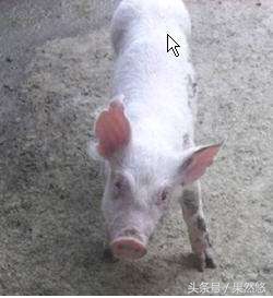 兽医让动物起死回生,兽医起死回生